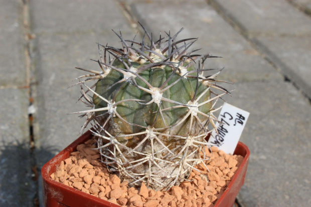 Acanthocalycium glaucum