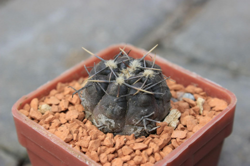 Gymnocalycium striglianum fma JPR 127/351