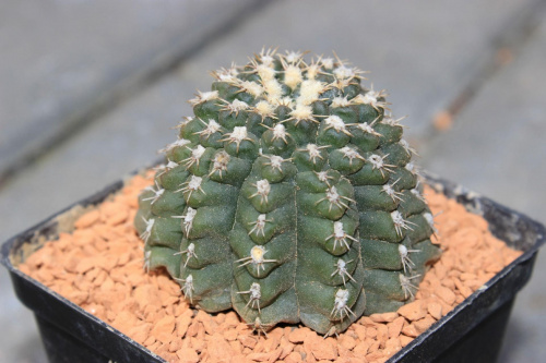 Gymnocalycium sp. BS 604/03