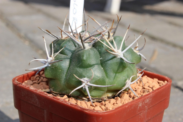 Gymnocalycium bicolor