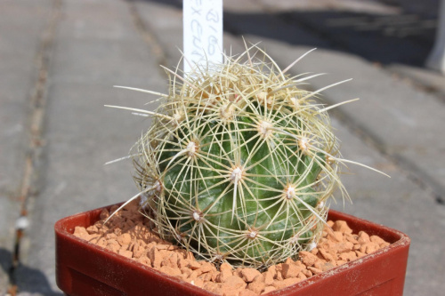 Thelocactus bicolor, Texensis