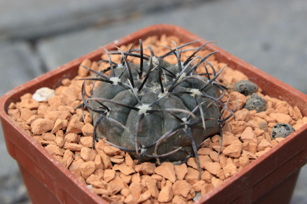 Gymnocalycium striglianum STO 92-548/1