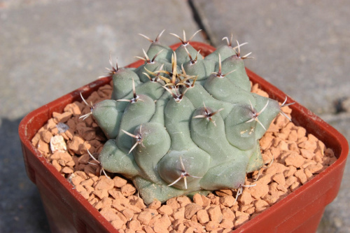 Thelocactus phymatothelos