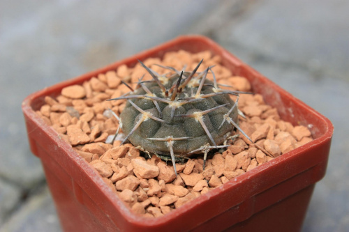 Gymnocalycium piltziorum LF 20