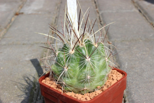 Thelocactus lausseri