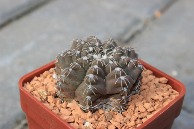 Gymnocalycium altagraciense, Koehres