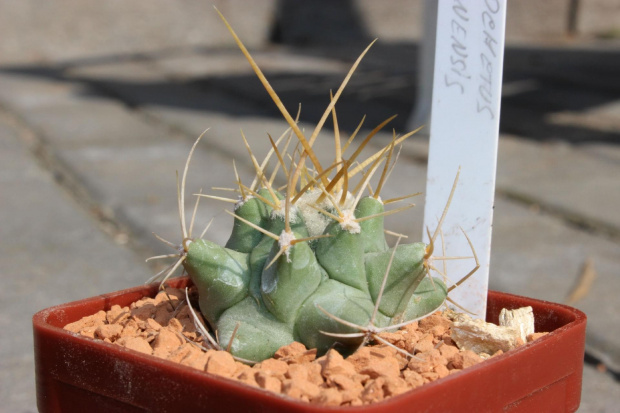 Thelocactus rinconensis