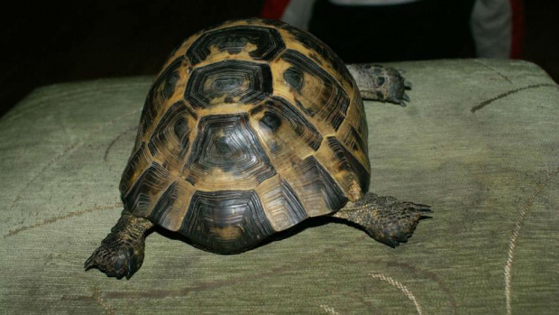 żółwik