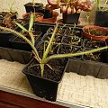 Drosera, Sarracenia, Utricularia #drosera #rosiczka