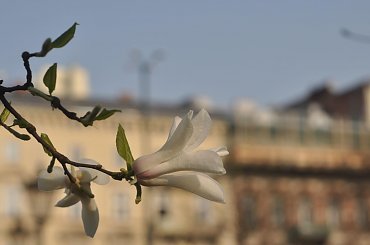 magnolia #kwiaty #magnolia
