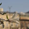 magnolia #kwiaty #magnolia