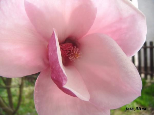 magnolia - Wszystkim którzy pamiętali bardzo dziękuję za życzenia - pozdrawiam :)