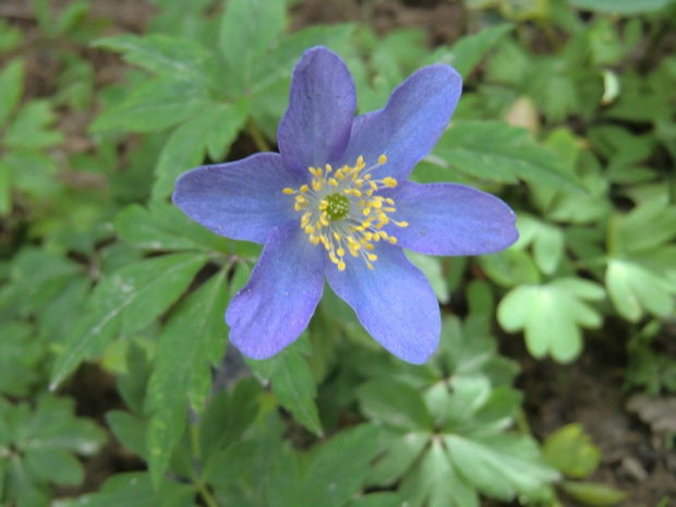 Anemone nemorosa 'Robinsoniana'