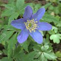 Anemone nemorosa 'Robinsoniana'