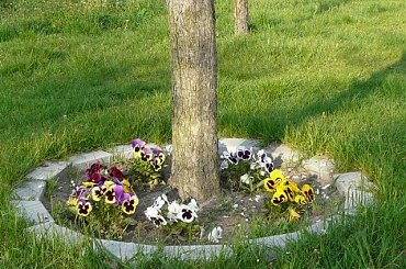 Bratki wokół jabłoni #bratki #kwiaty #ogród #rośliny