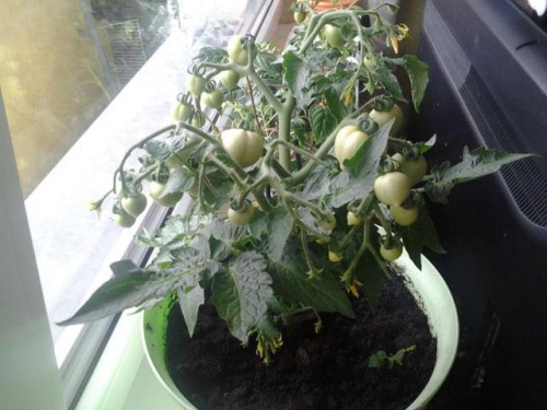pomidor balkoni red
