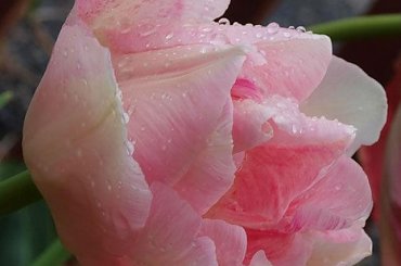 kwiaty 2014 #tulipan #tulipany #TulipanyAngelique #Angelique #TulipanyPełne #Andżelika