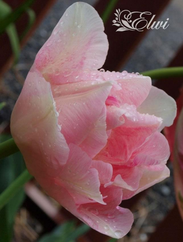 kwiaty 2014 #tulipan #tulipany #TulipanyAngelique #Angelique #TulipanyPełne #Andżelika