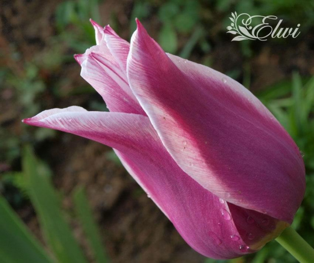 kwiaty 2014 #tulipan #tulipany #TulipanyClaudia #Claudia #TulipanyLiliokształtne