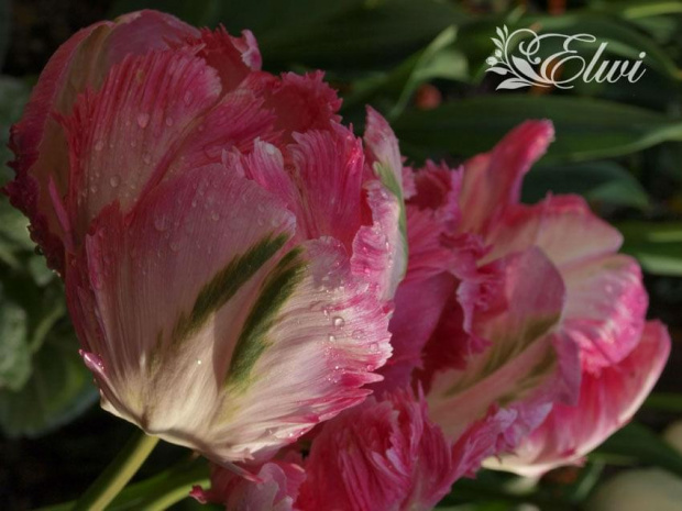 kwiaty 2014 #tulipan #tulipany #TulipanyPapuzie