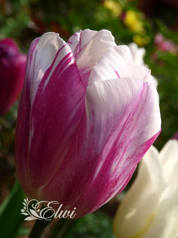 kwiaty maj #tulipan #tulipany #TulipanBlueberryRipple