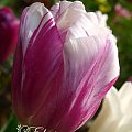 kwiaty maj #tulipan #tulipany #TulipanBlueberryRipple