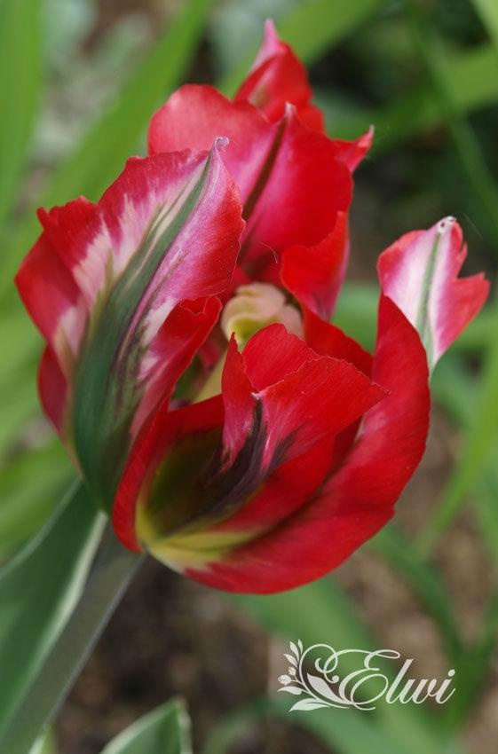 kwiaty maj #tulipany #tulipan #viridiflora