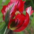 kwiaty maj #tulipany #tulipan #viridiflora