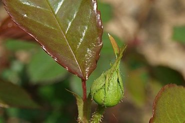 kwiaty maj #róża #RóżaAngielska #RóżaAbrahamDarby #AbrahamDarby