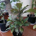 Plumeria