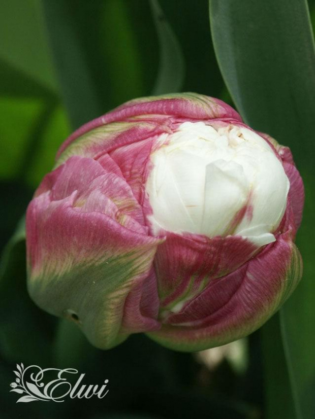 Maj 2014 #tulipan #tulipany #TulipanIceCream