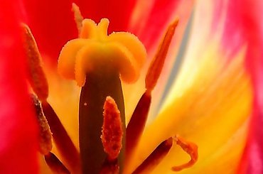 tulipan #KwiatyMakro