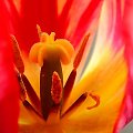 tulipan #KwiatyMakro