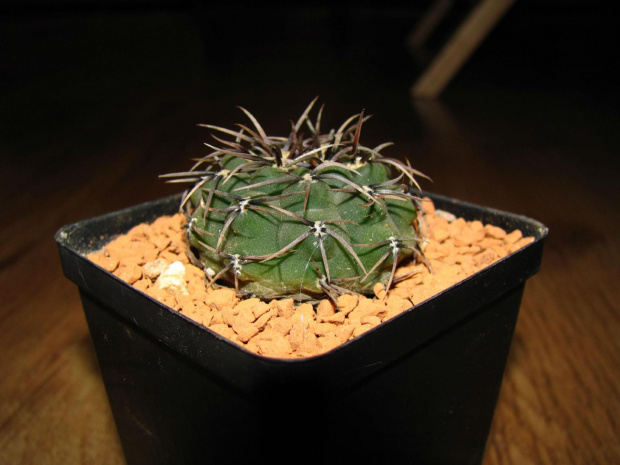 Gymnocalycium ochoterenae v cinereum GN 5-004