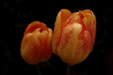 Tulipan w porannej rosie #tulipan #rosa