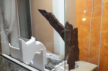 #hoya #hydroponika #paludarium #rośliny