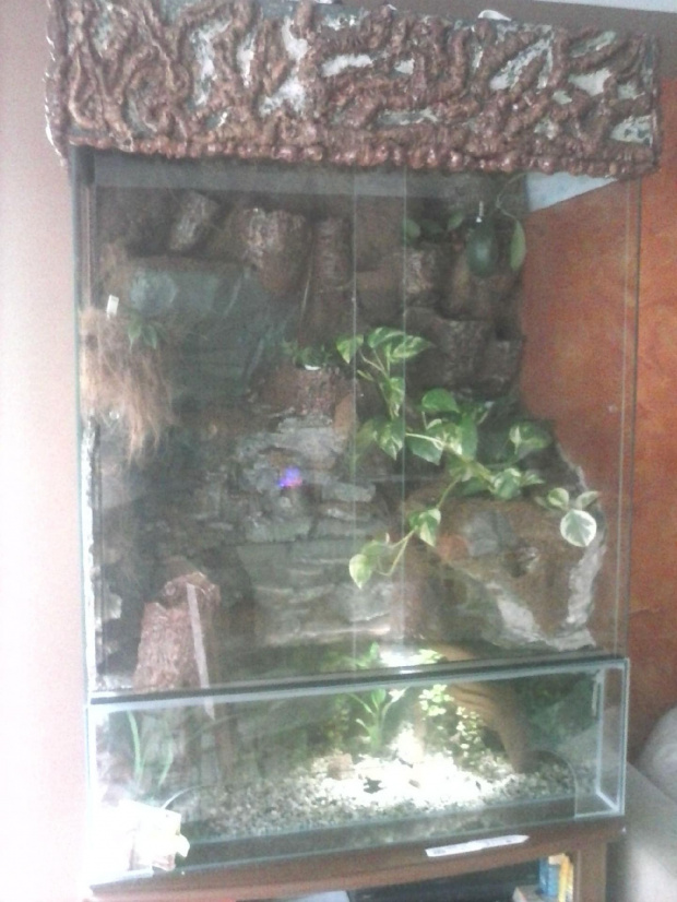 #hoya #hydroponika #paludarium #rośliny