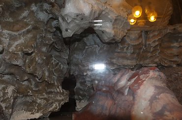 #hoya #hydroponika #paludarium #rośliny