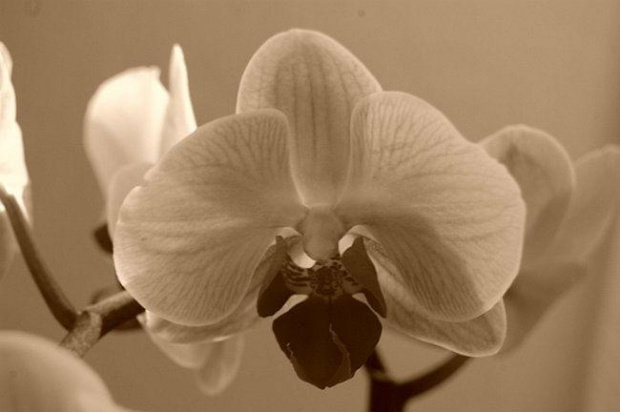 mojstorczyk.pl #orchidea #storczyk #storczyki
