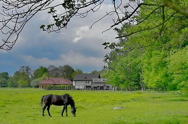 k jak koń #koń #pastwisko #łąka #gospodarstwo #stadnina